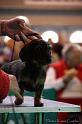 Crufts2011_2 1143